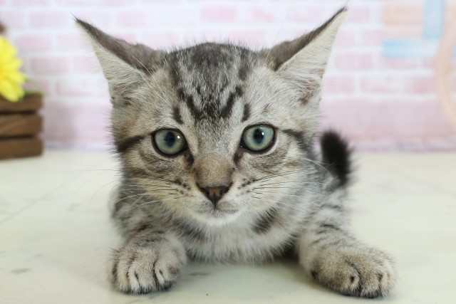 福岡県のマンチカン (Coo&RIKU筑後店/2025年11月29日生まれ/男の子/シルバースポットタビー)の子猫の1枚目の画像