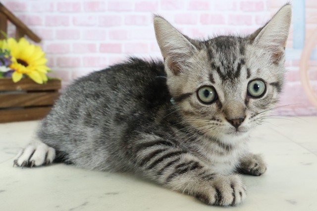 福岡県のマンチカン (Coo&RIKU筑後店/2025年11月29日生まれ/男の子/シルバースポットタビー)の子猫の2枚目の画像