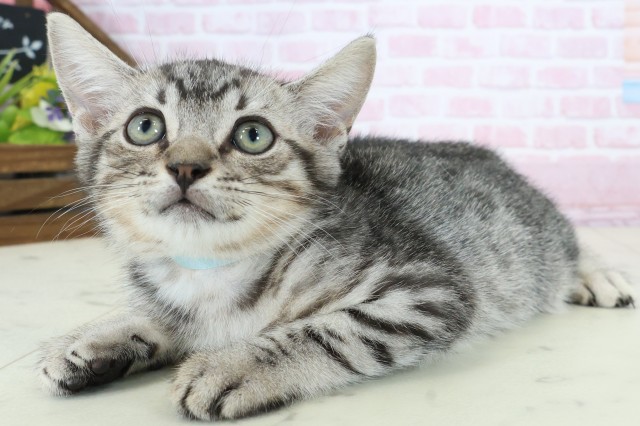 福岡県のマンチカン (Coo&RIKU筑後店/2025年11月29日生まれ/男の子/シルバースポットタビー)の子猫の3枚目の画像