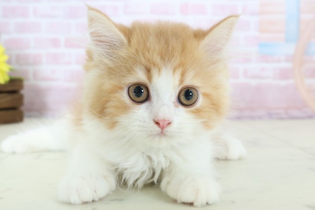 大阪府のミヌエット (Coo&RIKU東大阪店/2025年12月2日生まれ/男の子/レッドタビーホワイト)の子猫の1枚目の画像