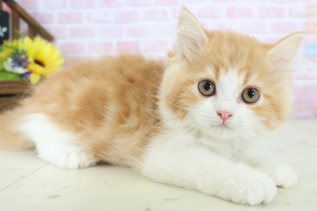 大阪府のミヌエット (Coo&RIKU東大阪店/2025年12月2日生まれ/男の子/レッドタビーホワイト)の子猫の2枚目の画像