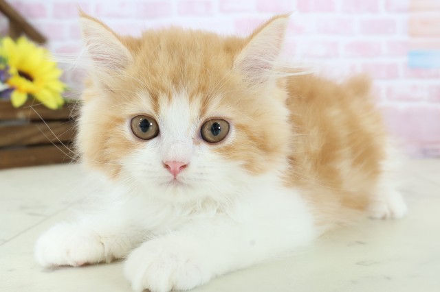 大阪府のミヌエット (Coo&RIKU東大阪店/2025年12月2日生まれ/男の子/レッドタビーホワイト)の子猫の3枚目の画像