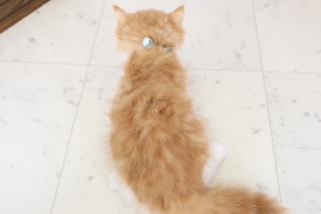 大阪府のミヌエット (Coo&RIKU東大阪店/2025年12月2日生まれ/男の子/レッドタビーホワイト)の子猫の4枚目の画像