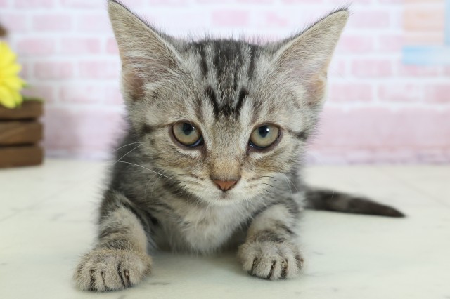 島根県のスコティッシュフォールド (Coo&RIKU出雲店/2025年11月20日生まれ/女の子/ブラウンタビー)の子猫の1枚目の画像