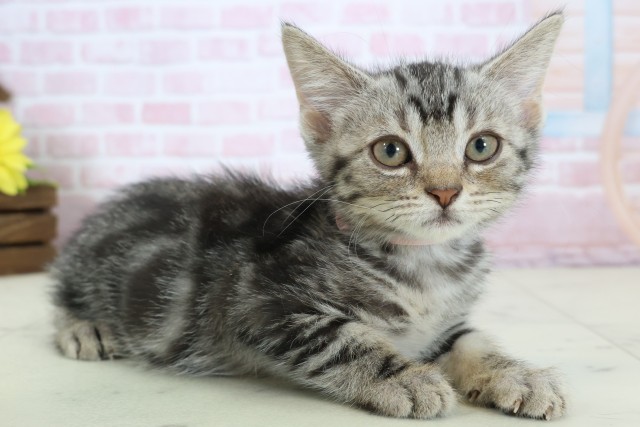 島根県のスコティッシュフォールド (Coo&RIKU出雲店/2025年11月20日生まれ/女の子/ブラウンタビー)の子猫の2枚目の画像