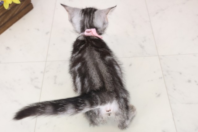 島根県のスコティッシュフォールド (Coo&RIKU出雲店/2025年11月20日生まれ/女の子/ブラウンタビー)の子猫の4枚目の画像