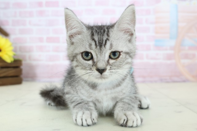 佐賀県のマンチカン (Coo&RIKU佐賀神埼店/2025年12月11日生まれ/男の子/シルバータビー)の子猫