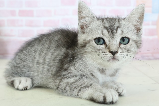 大阪府のマンチカン (Coo&RIKU阿倍野店/2025年12月11日生まれ/女の子/シルバータビー)の子猫の2枚目の画像