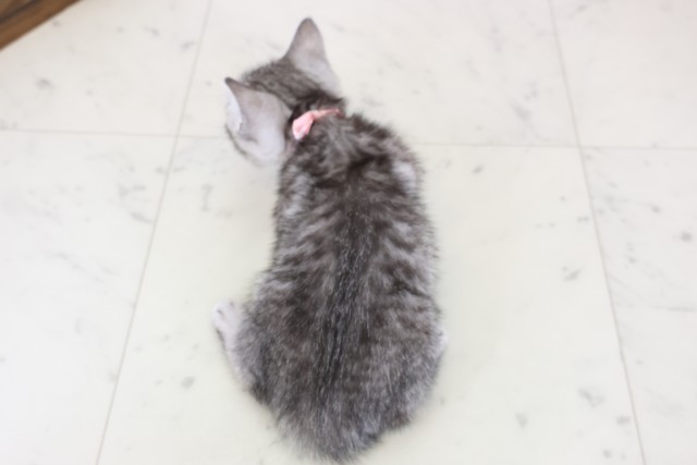 大阪府のマンチカン (Coo&RIKU阿倍野店/2025年12月11日生まれ/女の子/シルバータビー)の子猫の4枚目の画像