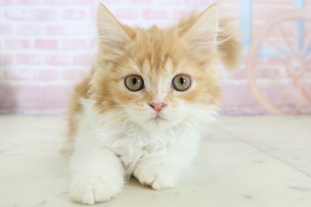 福岡県のラガマフィン (Coo&RIKU筑後店/2025年11月18日生まれ/男の子/レッドタビーホワイト)の子猫の1枚目の画像