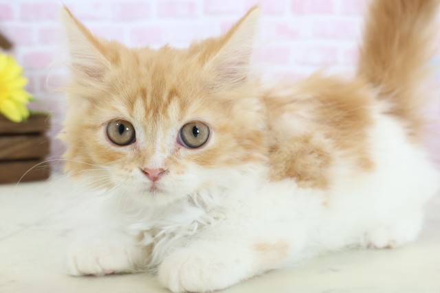 福岡県のラガマフィン (Coo&RIKU筑後店/2025年11月18日生まれ/男の子/レッドタビーホワイト)の子猫の3枚目の画像