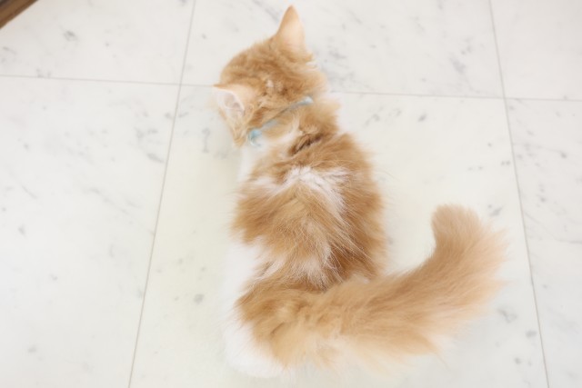 福岡県のラガマフィン (Coo&RIKU筑後店/2025年11月18日生まれ/男の子/レッドタビーホワイト)の子猫の4枚目の画像