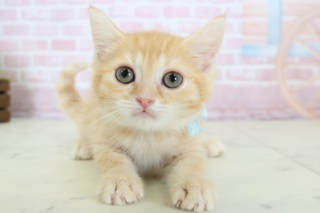 兵庫県のマンチカン (Coo&RIKU神戸垂水店/2025年12月10日生まれ/男の子/レッドタビー)の子猫の1枚目の画像