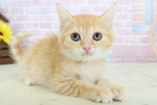 兵庫県のマンチカン (Coo&RIKU神戸垂水店/2025年12月10日生まれ/男の子/レッドタビー)の子猫の2枚目の画像