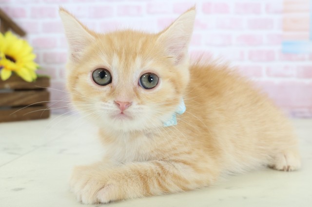 兵庫県のマンチカン (Coo&RIKU神戸垂水店/2025年12月10日生まれ/男の子/レッドタビー)の子猫の3枚目の画像