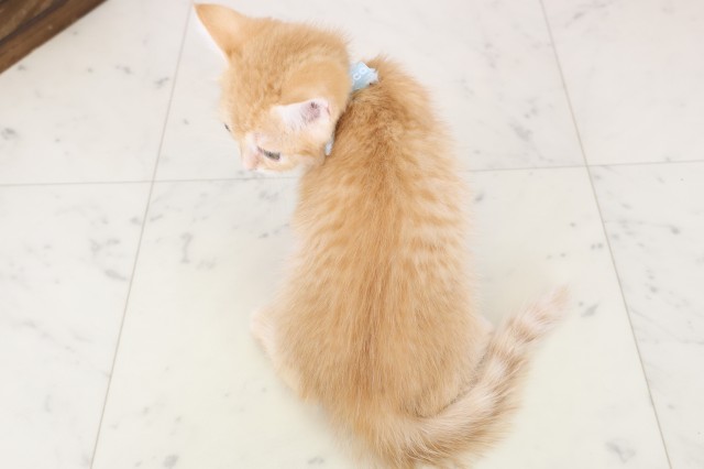 兵庫県のマンチカン (Coo&RIKU神戸垂水店/2025年12月10日生まれ/男の子/レッドタビー)の子猫の4枚目の画像