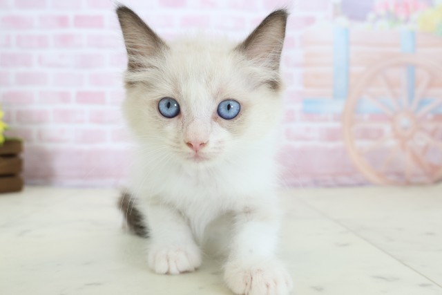奈良県のラグドール (Coo&RIKU奈良富雄南店/2025年12月10日生まれ/男の子/シールポイントバイカラー)の子猫の1枚目の画像