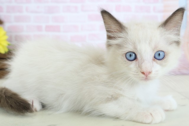 奈良県のラグドール (Coo&RIKU奈良富雄南店/2025年12月10日生まれ/男の子/シールポイントバイカラー)の子猫の2枚目の画像