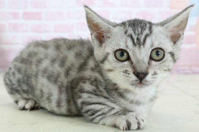 岡山県のマンチカン (Coo&RIKU岡山店/2025年11月20日生まれ/女の子/シルバースポットタビーホワイト)の子猫の2枚目の画像