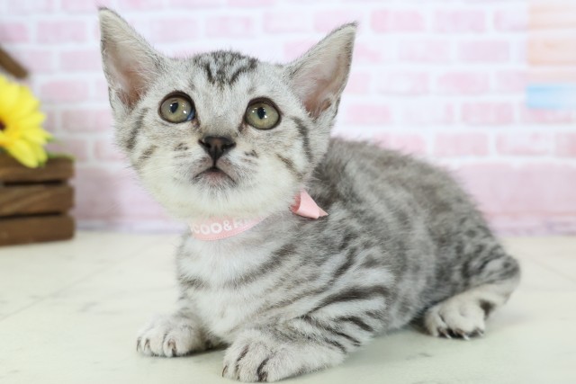 岡山県のマンチカン (Coo&RIKU岡山店/2025年11月20日生まれ/女の子/シルバースポットタビーホワイト)の子猫の3枚目の画像