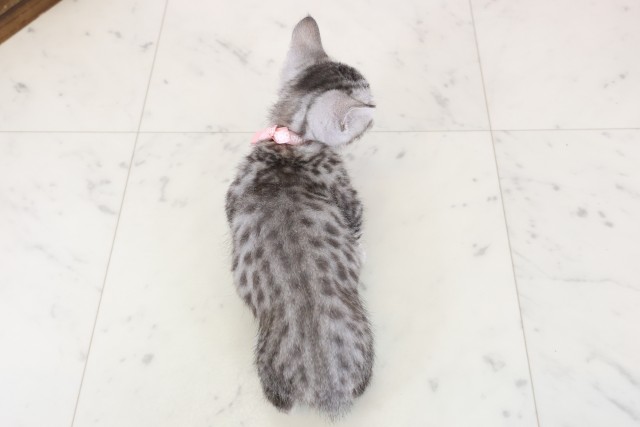 岡山県のマンチカン (Coo&RIKU岡山店/2025年11月20日生まれ/女の子/シルバースポットタビーホワイト)の子猫の4枚目の画像