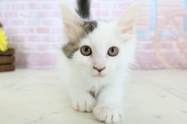 福岡県のメインクーン (Coo&RIKU筑後店/2025年11月26日生まれ/男の子/ブラウンタビーホワイト)の子猫の1枚目の画像