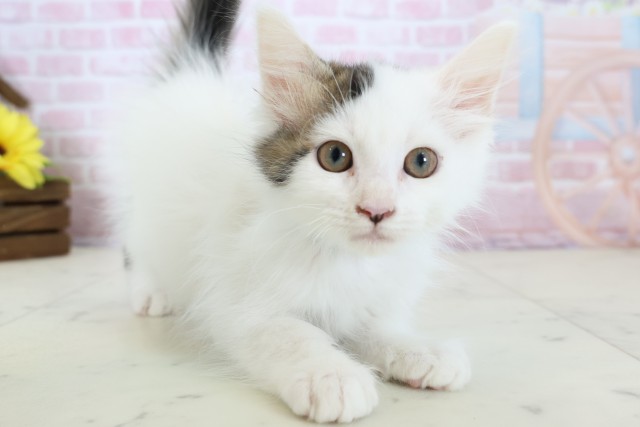 福岡県のメインクーン (Coo&RIKU筑後店/2025年11月26日生まれ/男の子/ブラウンタビーホワイト)の子猫の2枚目の画像