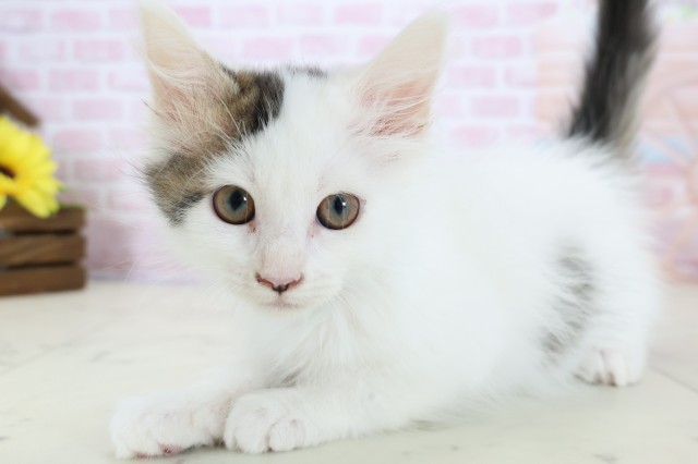 福岡県のメインクーン (Coo&RIKU筑後店/2025年11月26日生まれ/男の子/ブラウンタビーホワイト)の子猫の3枚目の画像