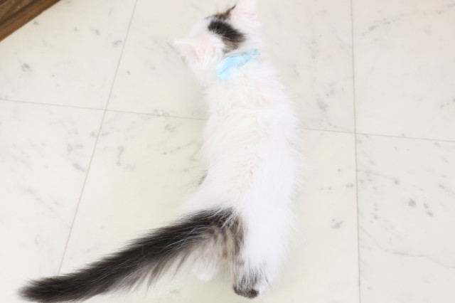 福岡県のメインクーン (Coo&RIKU筑後店/2025年11月26日生まれ/男の子/ブラウンタビーホワイト)の子猫の4枚目の画像