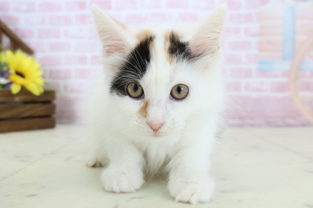 福岡県のメインクーン (Coo&RIKU黒崎店/2025年11月22日生まれ/女の子/キャリコ)の子猫の1枚目の画像