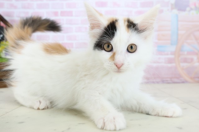 福岡県のメインクーン (Coo&RIKU黒崎店/2025年11月22日生まれ/女の子/キャリコ)の子猫の2枚目の画像