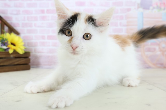 福岡県のメインクーン (Coo&RIKU黒崎店/2025年11月22日生まれ/女の子/キャリコ)の子猫の3枚目の画像