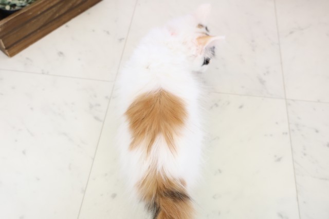 福岡県のメインクーン (Coo&RIKU黒崎店/2025年11月22日生まれ/女の子/キャリコ)の子猫の4枚目の画像