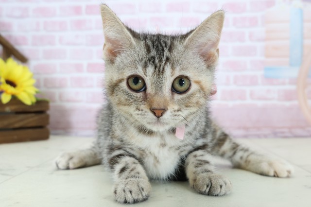 広島県のアメリカンショートヘアー (Coo&RIKU広島北店/2025年11月6日生まれ/女の子/シルバーパッチドタビー)の子猫の1枚目の画像