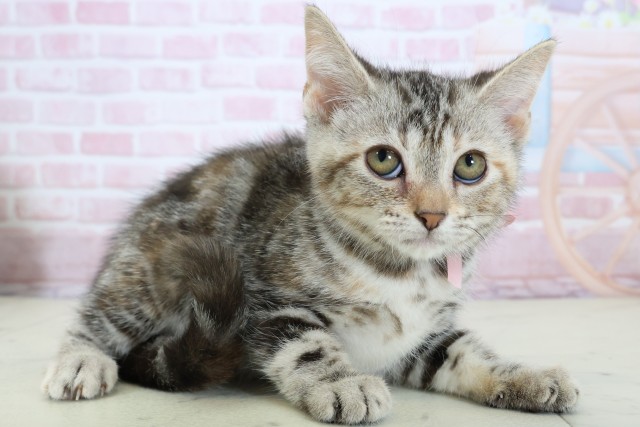 広島県のアメリカンショートヘアー (Coo&RIKU広島北店/2025年11月6日生まれ/女の子/シルバーパッチドタビー)の子猫の2枚目の画像