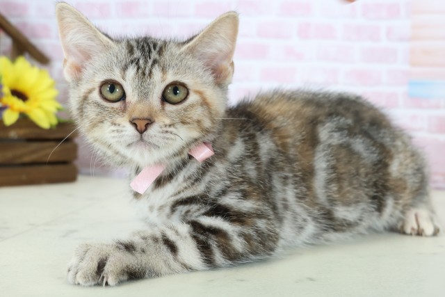 広島県のアメリカンショートヘアー (Coo&RIKU広島北店/2025年11月6日生まれ/女の子/シルバーパッチドタビー)の子猫の3枚目の画像