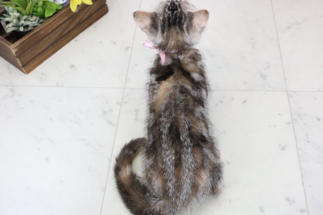 広島県のアメリカンショートヘアー (Coo&RIKU広島北店/2025年11月6日生まれ/女の子/シルバーパッチドタビー)の子猫の4枚目の画像