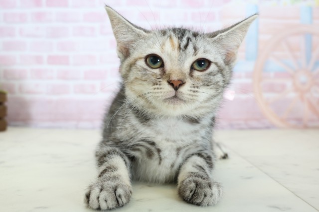 徳島県のアメリカンショートヘアー (Coo&RIKU徳島店/2025年11月6日生まれ/女の子/シルバーパッチドタビー)の子猫の1枚目の画像