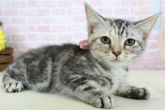 徳島県のアメリカンショートヘアー (Coo&RIKU徳島店/2025年11月6日生まれ/女の子/シルバーパッチドタビー)の子猫の2枚目の画像
