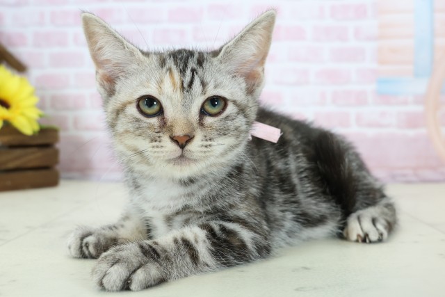 徳島県のアメリカンショートヘアー (Coo&RIKU徳島店/2025年11月6日生まれ/女の子/シルバーパッチドタビー)の子猫の3枚目の画像
