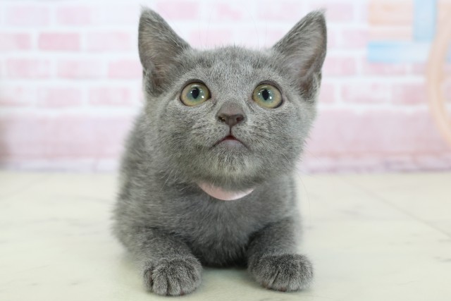 福岡県のロシアンブルー (Coo&RIKU筑後店/2025年11月18日生まれ/女の子/ブルー)の子猫の1枚目の画像