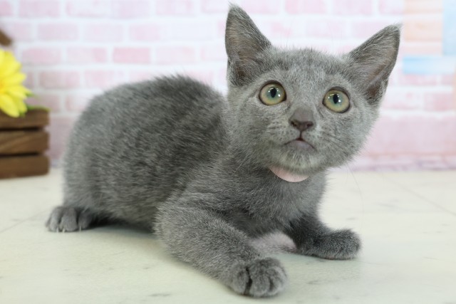 福岡県のロシアンブルー (Coo&RIKU筑後店/2025年11月18日生まれ/女の子/ブルー)の子猫の2枚目の画像