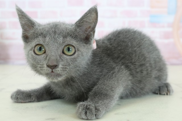 福岡県のロシアンブルー (Coo&RIKU筑後店/2025年11月18日生まれ/女の子/ブルー)の子猫の3枚目の画像