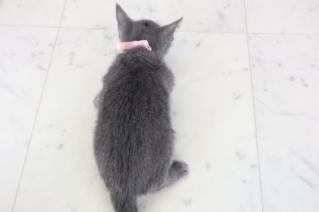 福岡県のロシアンブルー (Coo&RIKU筑後店/2025年11月18日生まれ/女の子/ブルー)の子猫の4枚目の画像