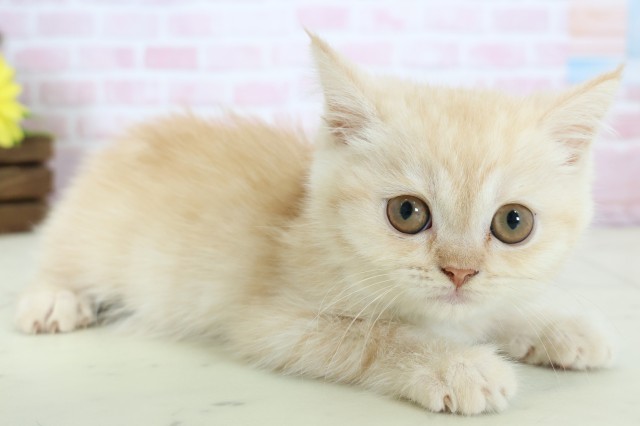 香川県のエキゾチック (Coo&RIKU高松上福岡店/2025年11月26日生まれ/男の子/クリームタビー)の子猫の2枚目の画像