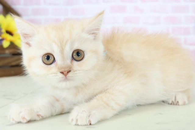 香川県のエキゾチック (Coo&RIKU高松上福岡店/2025年11月26日生まれ/男の子/クリームタビー)の子猫の3枚目の画像