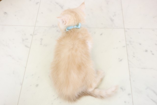 香川県のエキゾチック (Coo&RIKU高松上福岡店/2025年11月26日生まれ/男の子/クリームタビー)の子猫の4枚目の画像