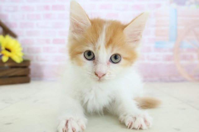 兵庫県のメインクーン (Coo&RIKU明石店/2025年12月13日生まれ/男の子/レッドタビーホワイト)の子猫の1枚目の画像