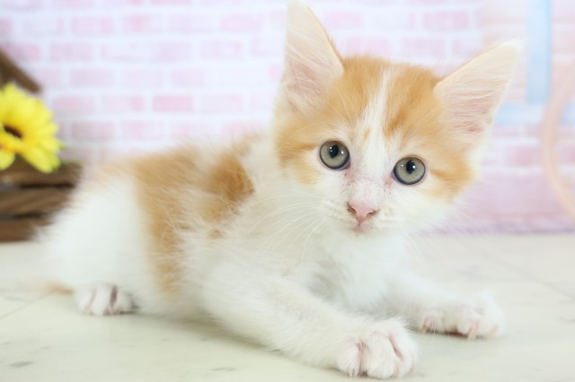 兵庫県のメインクーン (Coo&RIKU明石店/2025年12月13日生まれ/男の子/レッドタビーホワイト)の子猫の2枚目の画像