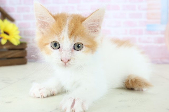 兵庫県のメインクーン (Coo&RIKU明石店/2025年12月13日生まれ/男の子/レッドタビーホワイト)の子猫の3枚目の画像